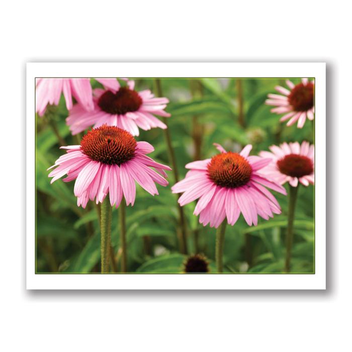 Photo Greeting Card Of Cone Flowers by Kurt Neumann